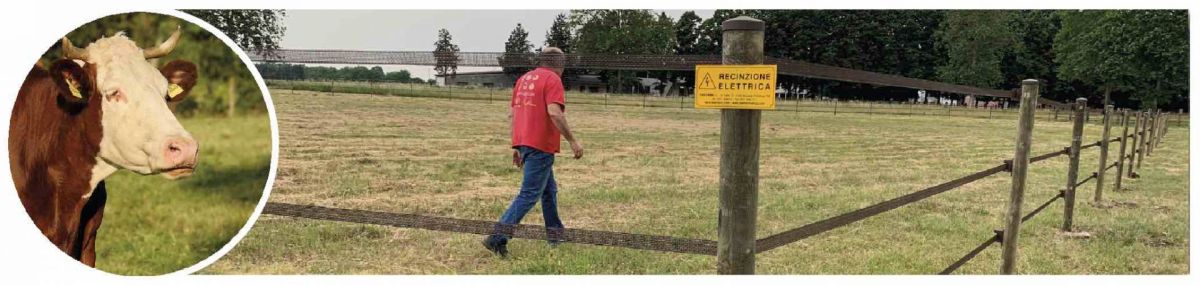 bovini recinti elettrificati badifarm.jpg