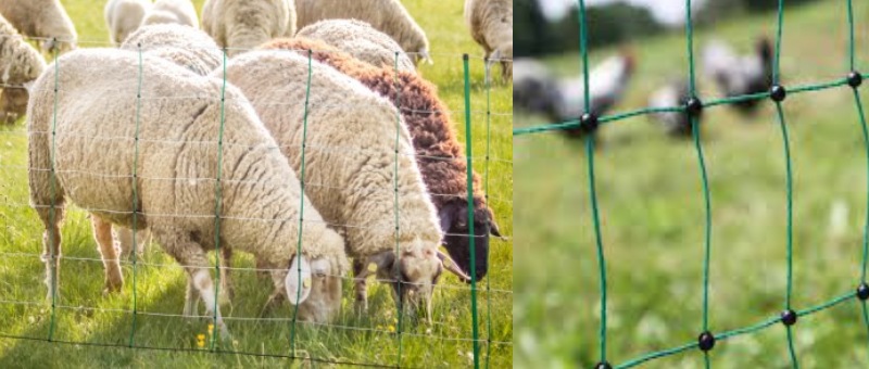 reti elettrificate pecore e capre