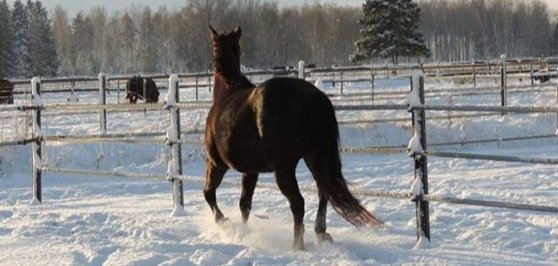 Cavalli al pascolo nella neve