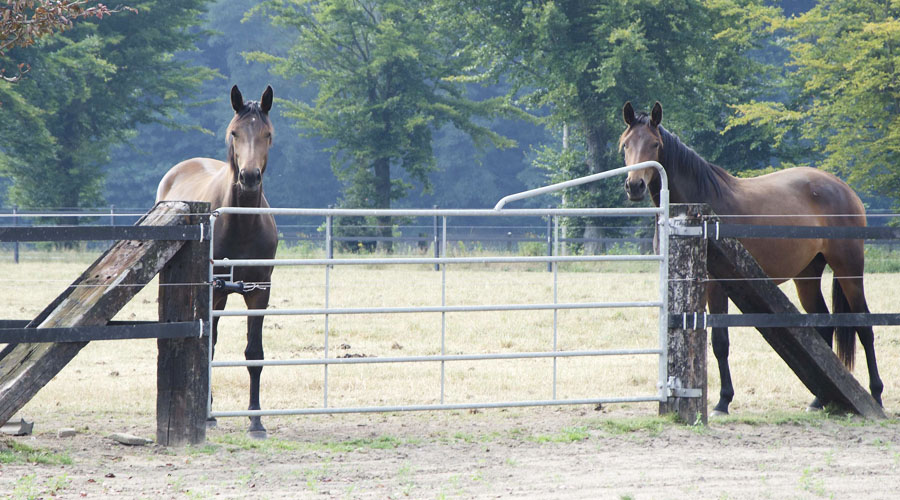 Horse Safety Band 3